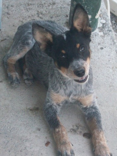 su nombre es venezia es una blue heeler..